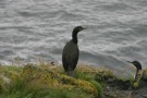 Cormorants, Lunga